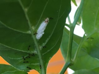 産卵中のカイガラムシに群がる蟻