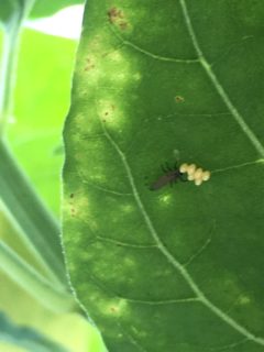 卵に近づくテントウムシの幼虫