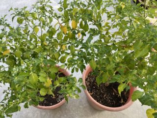 島とうがらしの葉が黄色