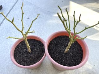 切り戻し後の株