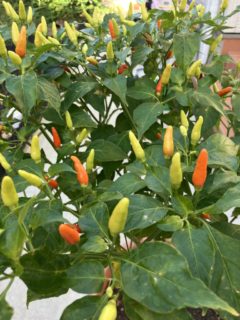 大きい鉢は色鮮やか