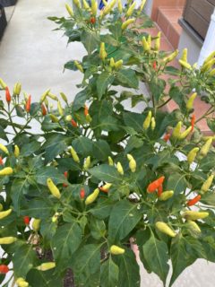 小さい鉢も実がたくさん