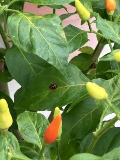 ダンダラテントウ成虫