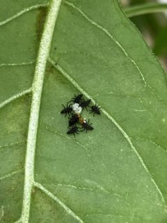 孵化したばかりのテントウムシの幼虫