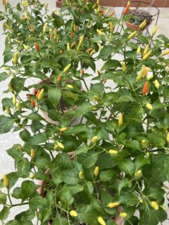 まだ黄色い実がたくさん